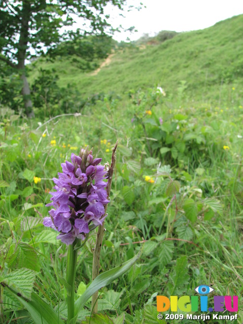 SX06801 Southern Marsh Orchid (Dactylorhiza praetermissa)